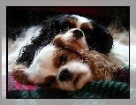 Dwa, Psy, Cavalier King Charles spaniel